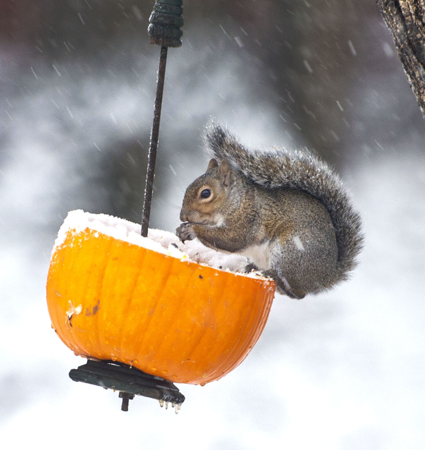 Tuesday Snow 05
